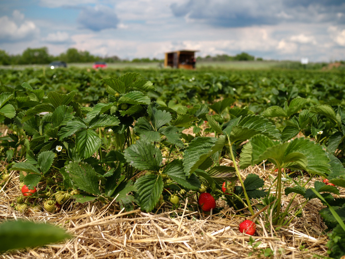 White Asparagus & Strawberry Season in Germany home is here